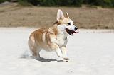 CORGI PEMBROKE 212